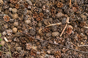 dry pinecones on the floor in the forest