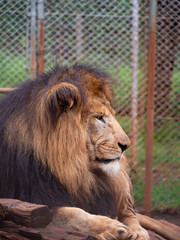 Male Lion in Conservation Area, Eastern Africa