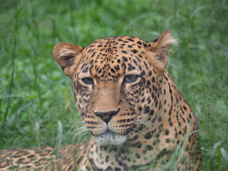 Fototapeta na wymiar Leopard in Conservation Area, Eastern Africa 