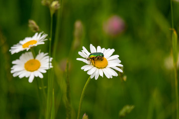 Green beetle on a daisy in the middle of a field