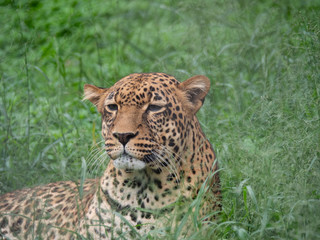 Leopard in Conservation Area, Eastern Africa 