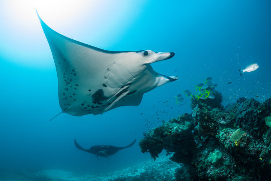 Black and white reef manta ray flying around a cleaning station in cristal blue water