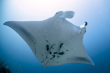 Black and white reef manta ray flying around a cleaning station in cristal blue water