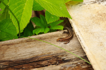 Portrait small lizard in close-up. Wildlife, nature, macro