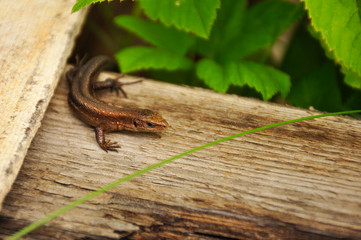 Portrait small lizard in close-up. Wildlife, nature, macro