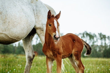 Closeup photo of a beautiful chestnut mare with her beautiful newbor foal at rural animal farm
