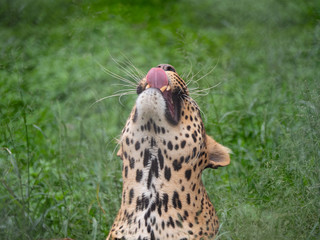 Leopard in Conservation Are, Eastern Africa 