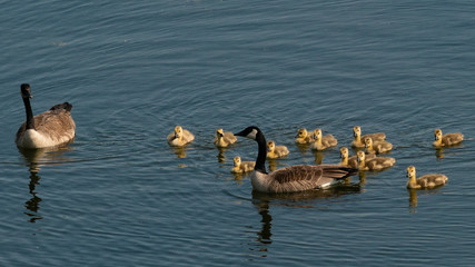 Mother Canadian Goose with a dozen goslings, cheaper by the dozen