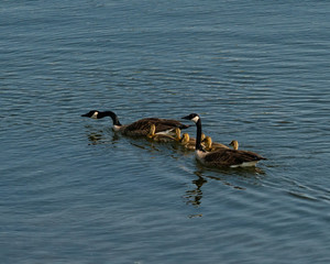 Mother Canadian Goose with a dozen goslings, cheaper by the dozen