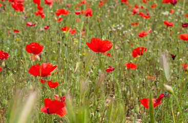 Wild red poppies in springtime
