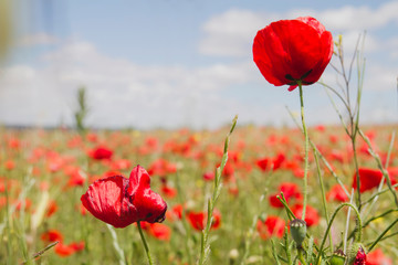 Detail of wild red poppy flowers blooming in spring