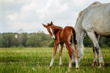 foal and mare horses white and brown in the meadow - 272471674