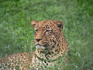 Leopard in Conservation Are, Eastern Africa 