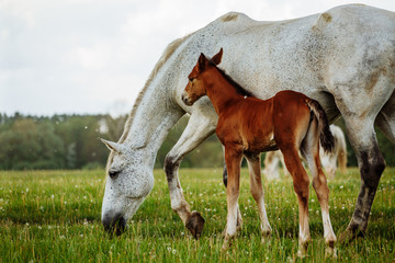 foal and mare horses white and brown in the meadow - obrazy, fototapety, plakaty
