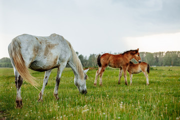 Two foals playing together on the maedow.