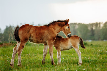 Naklejka na ściany i meble Two foal scratching each other in a meadow, summer time