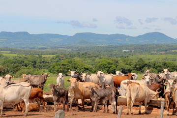 Rinderherde in Paraguay