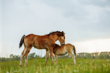 Two foal scratching each other in a meadow, summer time