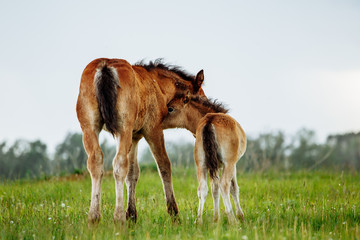 Two foal scratching each other in a meadow, summer time