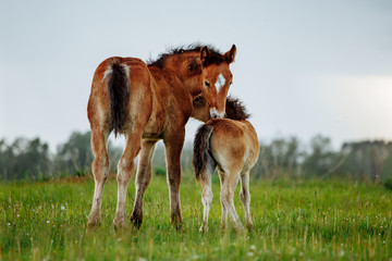 Obraz na płótnie Canvas Two foal scratching each other in a meadow, summer time