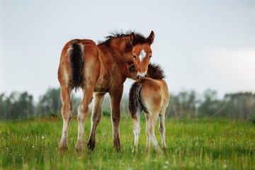 Naklejka na ściany i meble Two foal scratching each other in a meadow, summer time