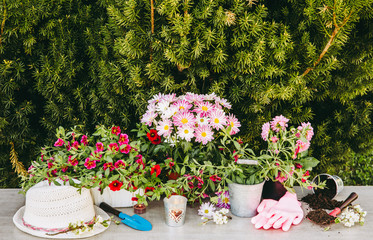 Lot of different pink blossom flowers in pots and different gardening tools on wood table, with green garden bush background. Summertime in garden concept.