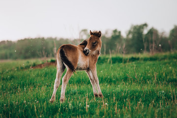 Foal shetland pony in a green meadow - 272472832