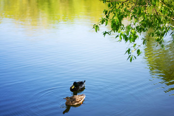 Two bird Mallard ducks swims in lake or river the city park. Spring or summer day