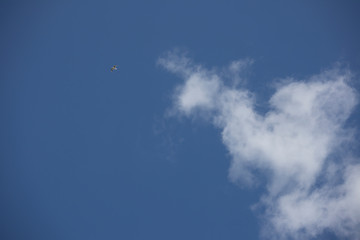 Horse-shaped cloud chasing a bird
