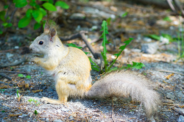 Squirrel with tail down eat walnut peanuts
