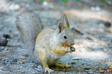Squirrel eats a nut peanuts, photo front right, tail lowered
