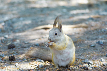 Squirrel eats a nut peanuts, photo front left, tail lowered