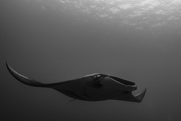 Oceanic manta ray flying around a cleaning station in cristal blue water - obrazy, fototapety, plakaty