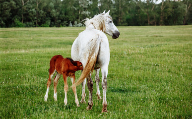 Obraz na płótnie Canvas foal and mare horses white and brown in the meadow