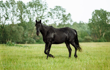 Bay horse trotting on flower spring meadow