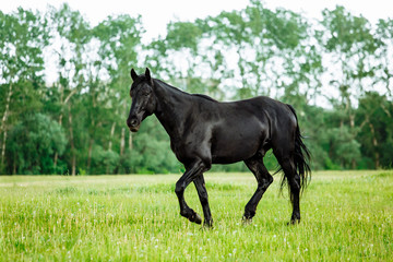 Bay horse trotting on flower spring meadow - 272474008