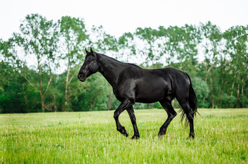 Bay horse trotting on flower spring meadow