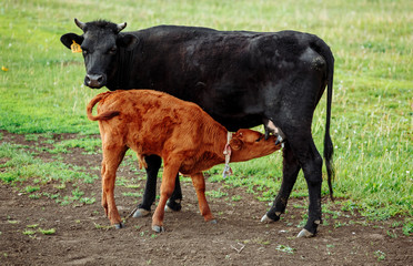 Naklejka na ściany i meble Brown with white calf drinking milk from mother cow