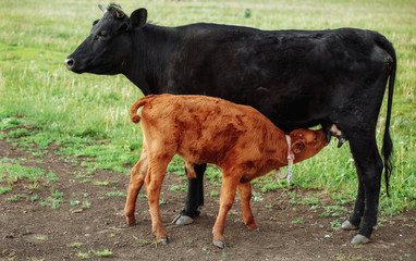Cute Jersey calf drinking from his mother udder on grass