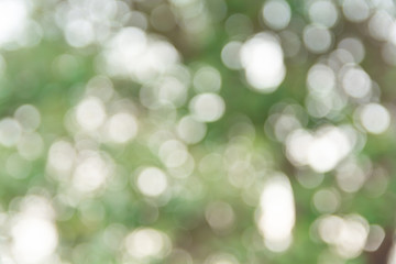 Green bokeh background for blur green leaves background.