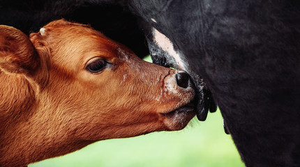 Cute Jersey calf drinking from his mother udder on grass