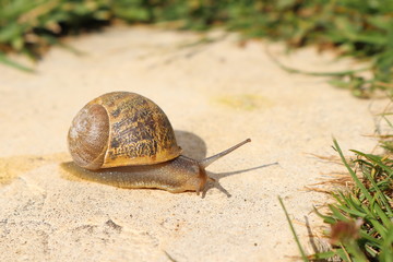 Snail on green leaf