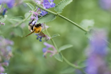 Hummel bei der Arbeit