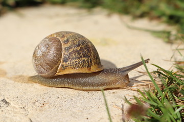 Snail on green leaf