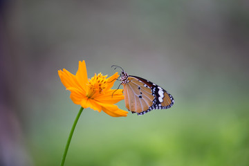 Beautiful Portrait of The Plain Tiger Butterfly on the Flower Plants in a soft green blurry background during Spring Season