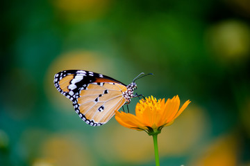  Beautiful Portrait of The Plain Tiger Butterfly on the Flower Plants in a soft green blurry background during Spring Season