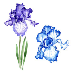 Blue iris floral botanical flowers. Watercolor background illustration set. Isolated irises illustration element.