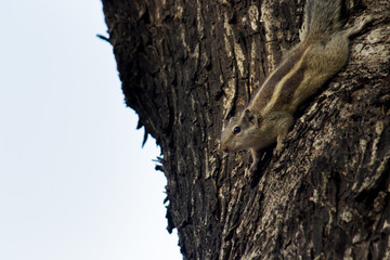  Beautiful Portrait of a Squirrel on the Tree Trunk against a soft green blurry background