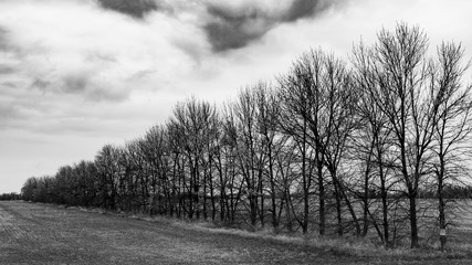 Bare trees in fog and misty morning in Black and white