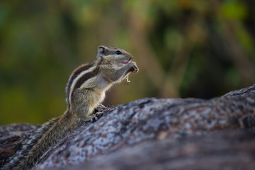  Beautiful Portrait of a Squirrel on the Tree Trunk against a soft green blurry background